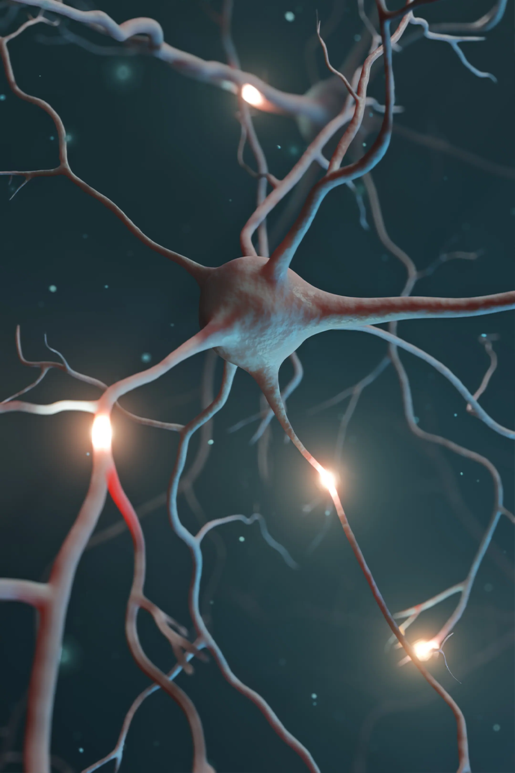 Studied for cognitive support, focus, memory, and neural signaling.